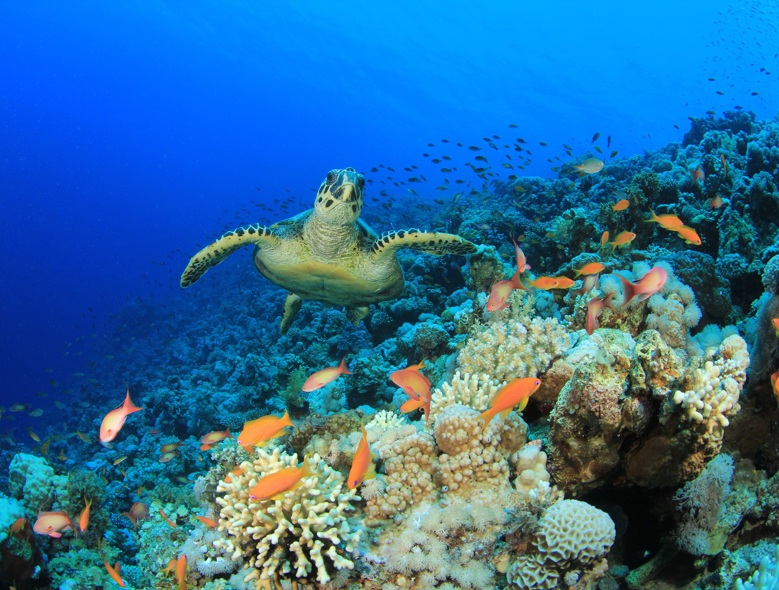 Business Territory: Biodiversity Protection: Good for the Planet and Business